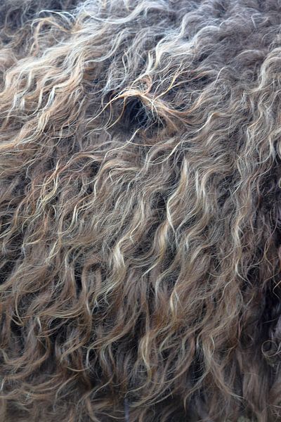 Rindfleisch in Millingerwaard von @Unique