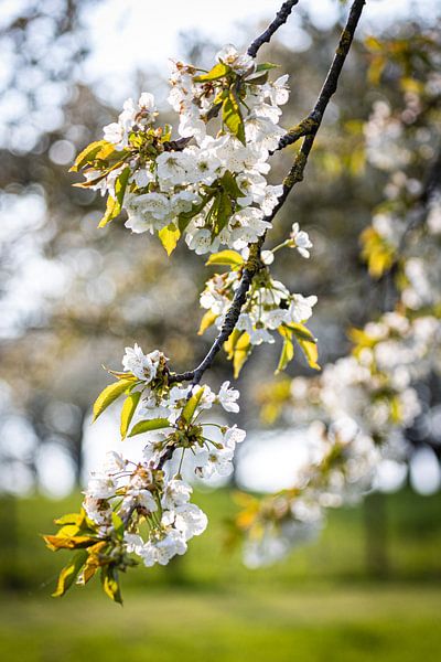 Blossoms, Limburg by Pieterpb
