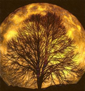 Der Mond leuchtet durch die Bäume
