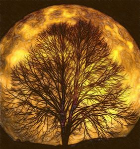 La lune brille à travers les arbres sur Atelier Liesjes