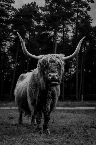 A munching Scottish Highland cow in black and white on the Wezepsche Heide
