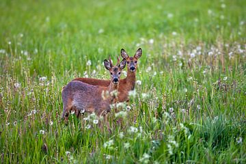 Netherlands, Kalenberg, Reebok and doe.pg by Frans Lemmens