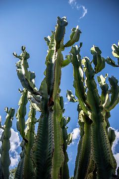 Cactus by Thomas Riess