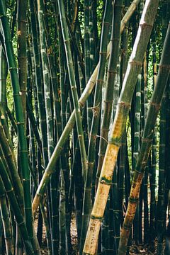 Bamboo by Patrycja Polechonska