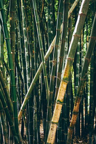 Bambou