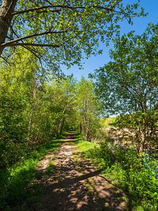 Landschaft mit Weg und Bäumen bei Kuchelmiß