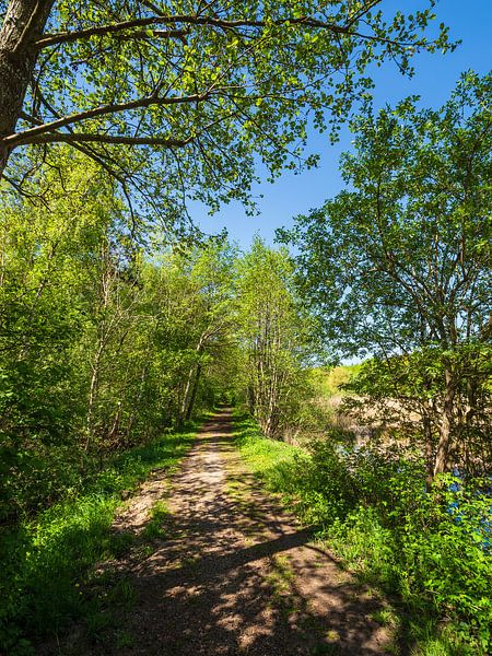 Landscape with path and trees near Kuchelmiß by Rico Ködder