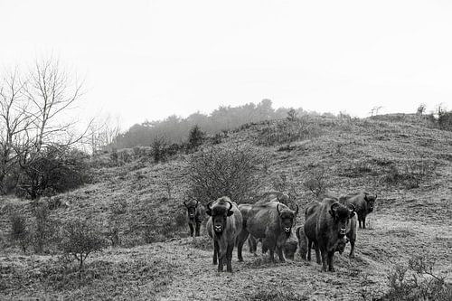 Wisenten in duinen op het Kraansvlak van Zuid Kennemerland