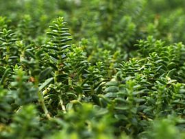 Sea Sandwort (Honckenya peploides) at the Baltic coast, macro
