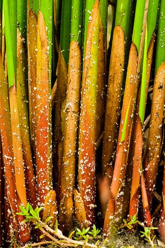 Gewoon, detail naast een paddenpoel.