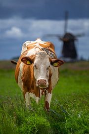 Windmühlenviereck Aarlanderveen von JP Witteman