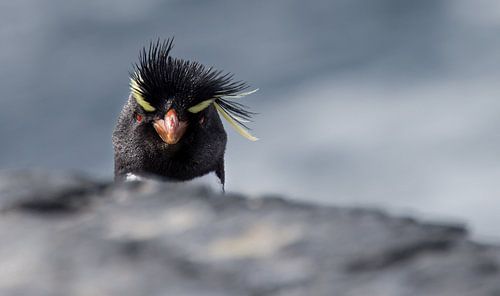 Angry Bird by Claudia van Zanten