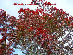 Tree Magic 56
