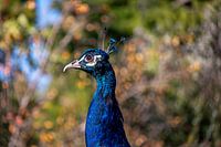 Blue Peacock en profil