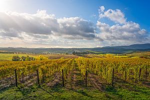 Panorama der Weinberge in Castellina in Chianti, Toskana, Italien