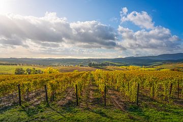 Wijngaarden panorama in Castellina in Chianti, Toscane, Italië van Stefano Orazzini