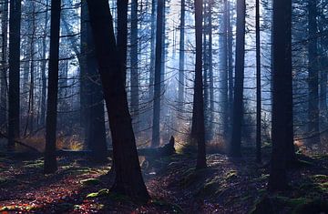 Foggy forest van Olha Rohulya
