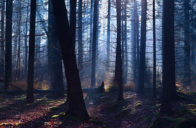 Foggy forest von Olha Rohulya