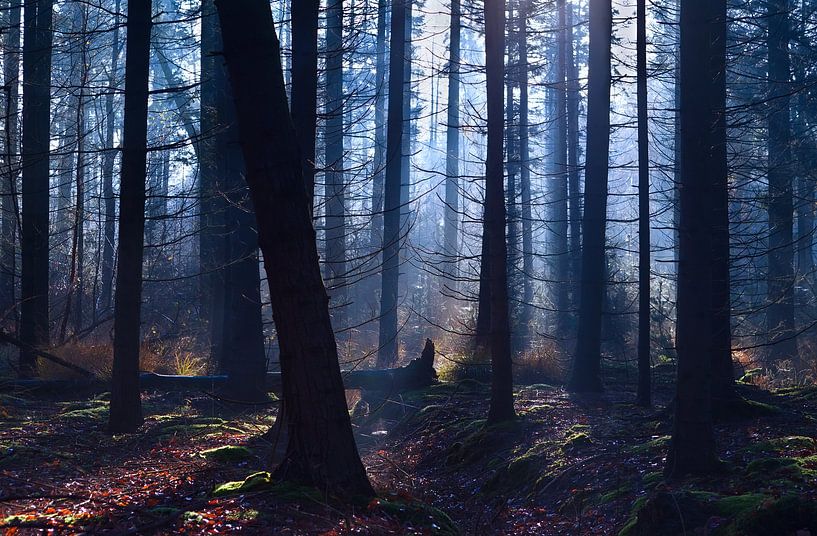 Foggy forest by Olha Rohulya
