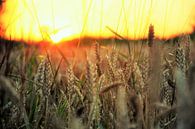 Graan bij zonsondergang von Evy Coppens Miniaturansicht