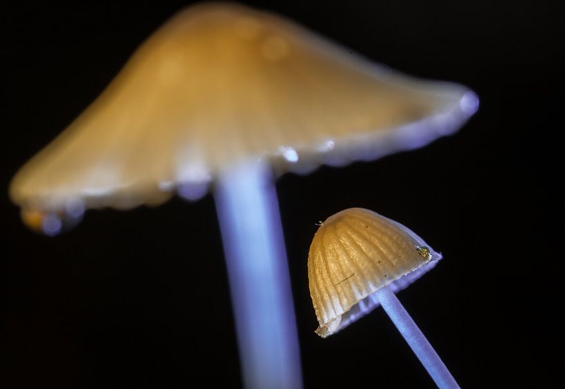 Tripping Paddo von Peter Westerik