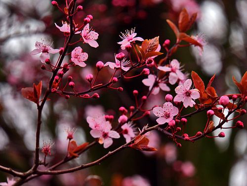 Bloemen 3