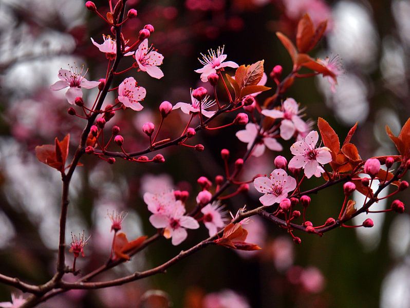 Bloemen 3 van Edgar Schermaul