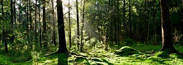 Ontginning in gemengd bos