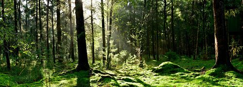 Clearing in mixed forest by Günter Albers