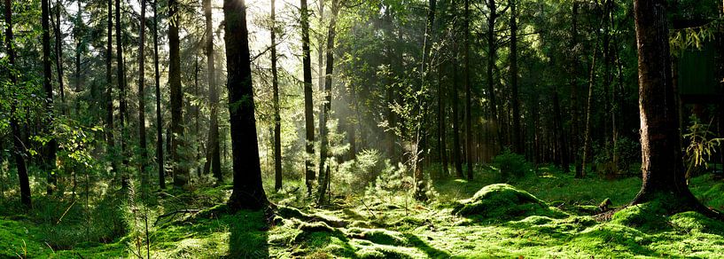 Clearing in mixed forest by Günter Albers