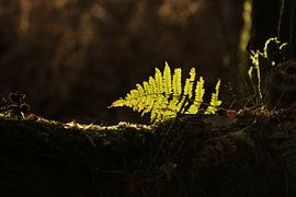 Fern branch with ray of light in the forest