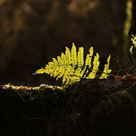 Varen takje met lichtstraaltje in het bos van Hans van Mil