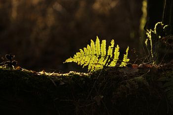 Farnzweig mit Lichtstrahl im Wald