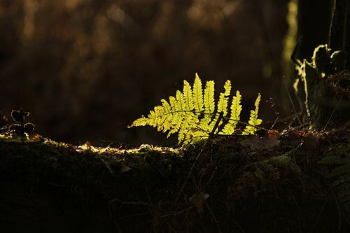 Branche de fougère avec rayon de lumière dans la forêt