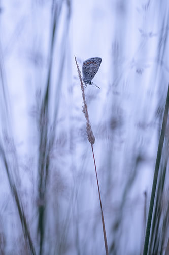 Icarusblauwtje op een vroege ochtend