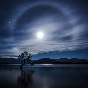 Cet arbre de Wanaka à minuit