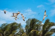 Fliegende Möwen über Palmen bei blauem Himmel in Isla Holbox, Mexiko von Michiel Dros Miniaturansicht