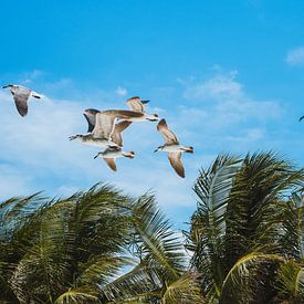 Fliegende Möwen über Palmen bei blauem Himmel in Isla Holbox, Mexiko von Michiel Dros