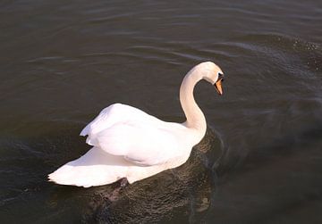 White swan in the water von Deborah S