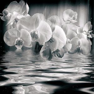 Orchidee in schwarz-weiß