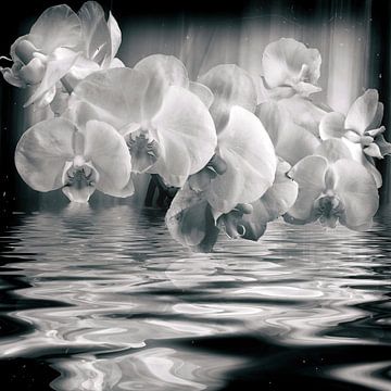 Orchidée en noir et blanc