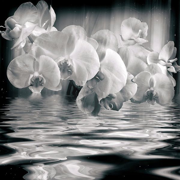Orchidée en noir et blanc par Christine Nöhmeier