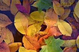 Herbstlaub im Wald von Claude Laprise