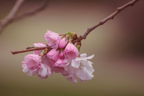 De schoonheid van de lente