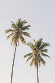 Palm Trees by Kathrin Pienaar