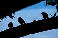 Birds van Niels van Fessem thumbnail