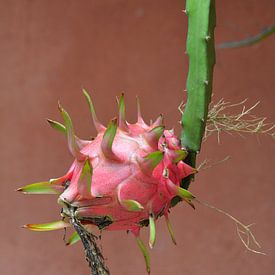 Roze dragonfruit  vrucht aan struik tegen terracotta muur van My Footprints