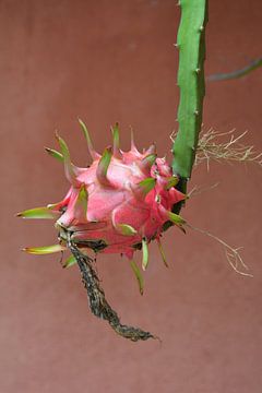 Roze dragonfruit  vrucht aan struik tegen terracotta muur