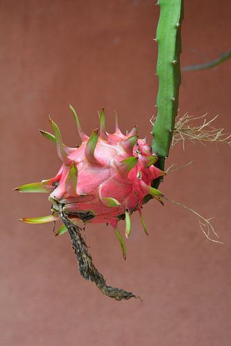 Pink tarragon fruit on bush against terracotta wall