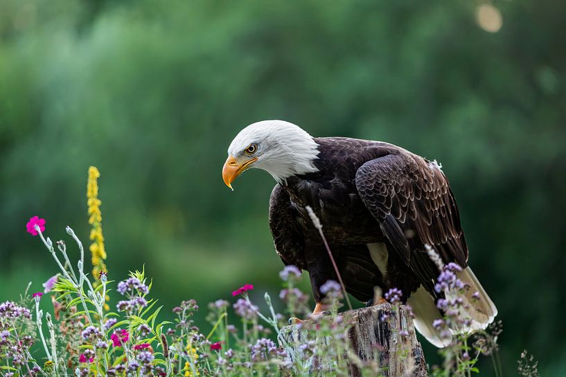 Pygargue à queue blanche d'Amérique parmi les fleurs par gea strucks